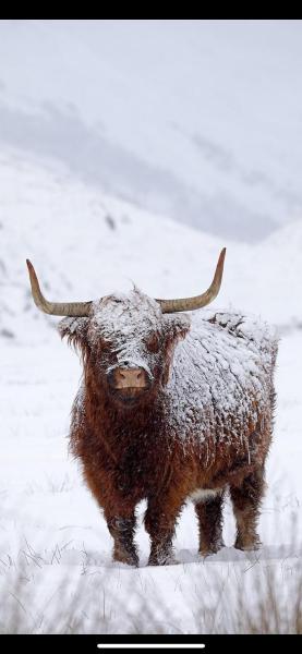Ben Nevis Manor Lodge & Indoor Private Hot-Tub Fort William